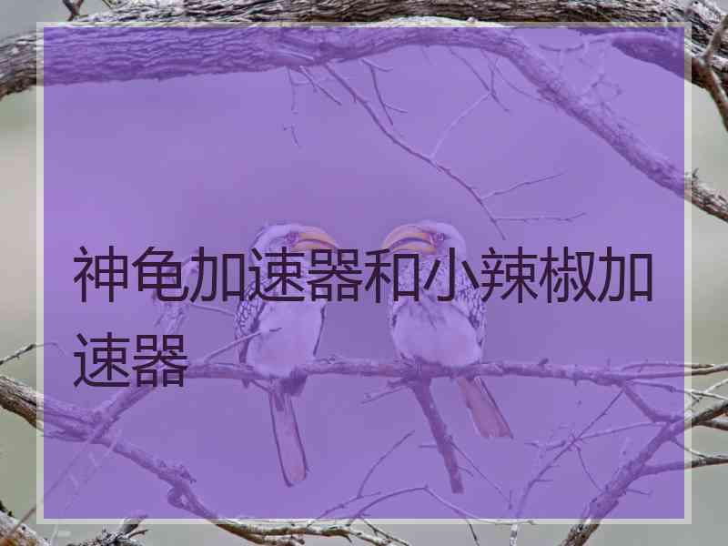 神龟加速器和小辣椒加速器