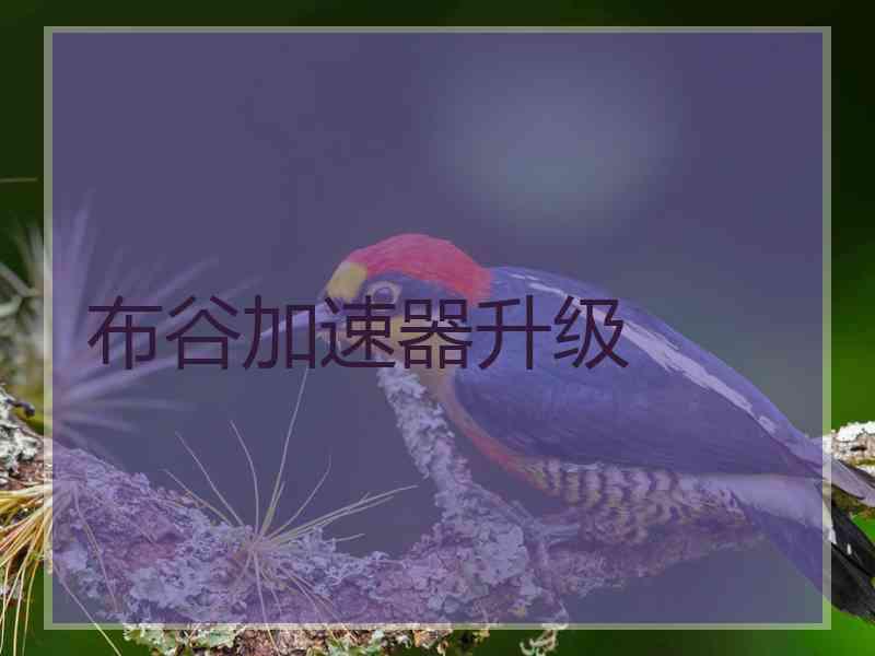 布谷加速器升级